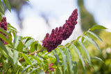 Staghorn Sumac; hier mit Blüte; bienenfreundlich; Einsatzmöglichkeit z.B. : Ziergehölz;;mit zeitnaher Lieferung