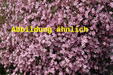 Genaues Foto für Gypsophila repens 'Rosa Schönheit' folgt; dieses ähnliche Bild dient der Illustration von Kriechendes Garten-Schleierkraut