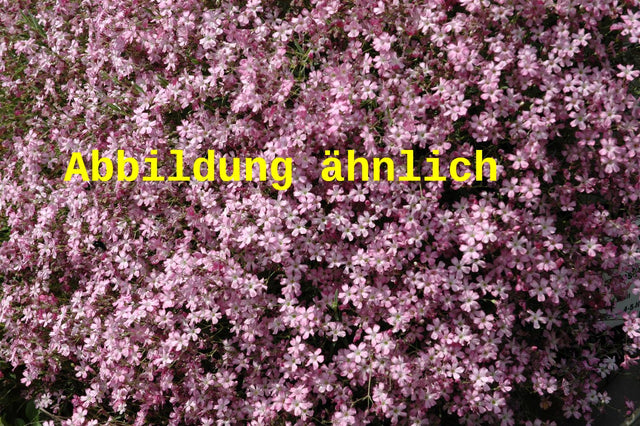 Genaues Foto für Gypsophila repens 'Rosa Schönheit' folgt; dieses ähnliche Bild dient der Illustration von Kriechendes Garten-Schleierkraut
