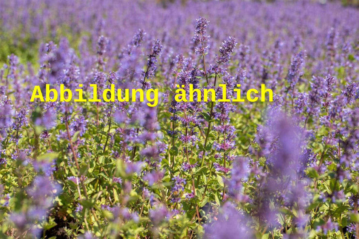 Genaues Foto für Nepeta racemosa folgt; dieses ähnliche Bild dient der Illustration von Traubige Katzenminze