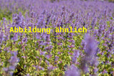 Genaues Foto für Nepeta racemosa folgt; dieses ähnliche Bild dient der Illustration von Traubige Katzenminze