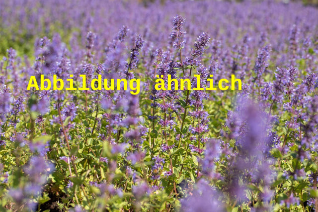 Genaues Foto für Nepeta racemosa folgt; dieses ähnliche Bild dient der Illustration von Traubige Katzenminze