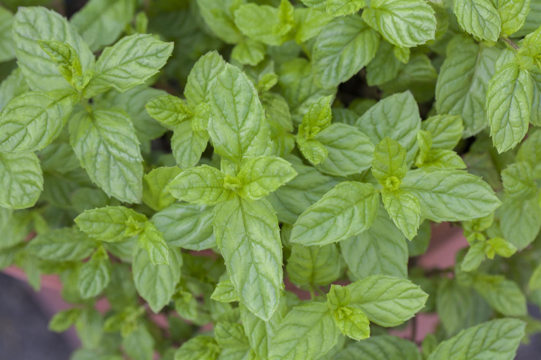 Mentha spicata (Ährige Minze)