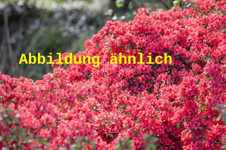 Genaues Foto für Rhododendron obt. 'Aladdin' folgt; dieses ähnliche Bild dient der Illustration von Japanische Azalee 'Aladdin'