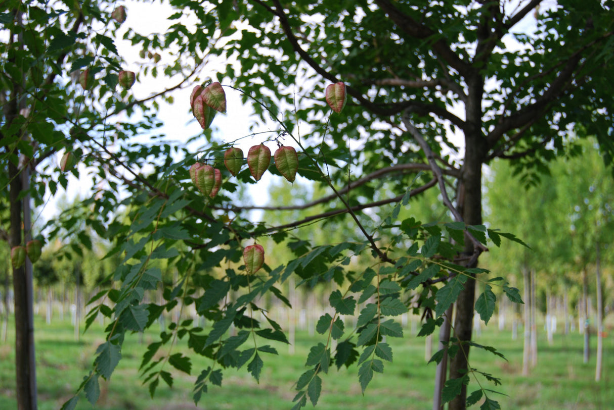 Blasenbaum; mit Früchten/Fruchtbehang; anspruchslos; Einsatzmöglichkeit z.B. : Park; erhältlich von 40-60 bis 450-650 cm;;hier kaufen