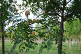 Blasenbaum; mit Früchten/Fruchtbehang; anspruchslos; Einsatzmöglichkeit z.B. : Park; erhältlich von 40-60 bis 450-650 cm;;hier kaufen