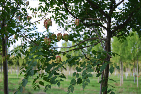 Blasenbaum; mit Früchten/Fruchtbehang; anspruchslos; Einsatzmöglichkeit z.B. : Park; erhältlich von 40-60 bis 450-650 cm;;hier kaufen