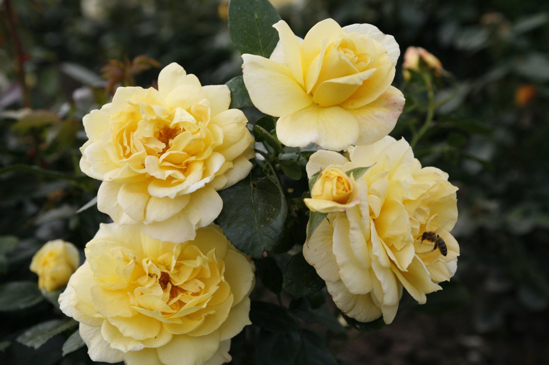 Rosa 'Sunstar' BT (Beetrose 'Sunstar' -R- ADR-Rose)