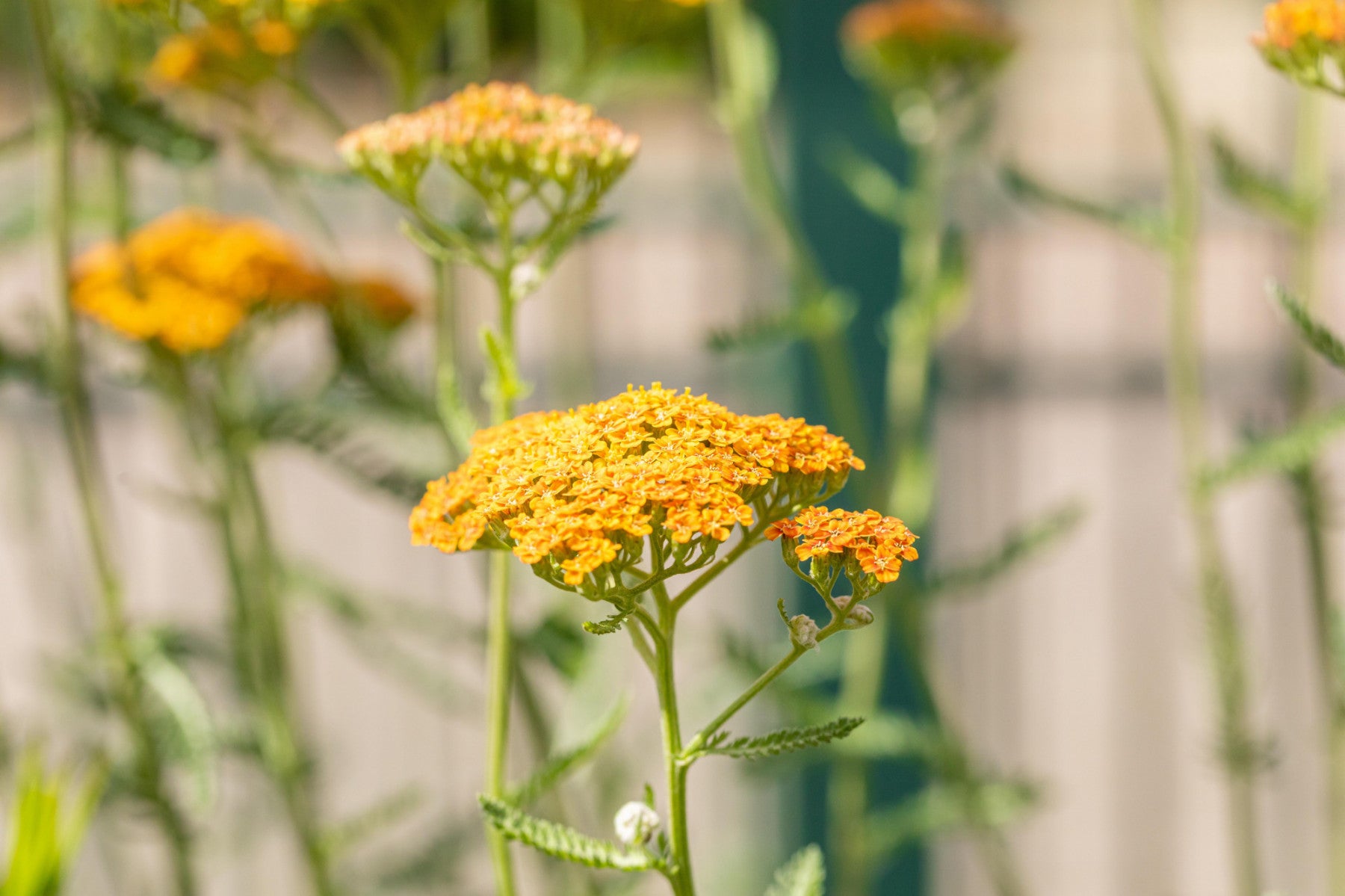 Achillea millefolium 'Terracotta' (Garten-Schaf-Garbe)