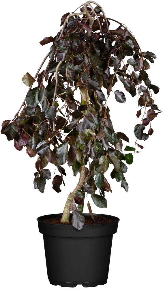 Rotbuche 'Purpurea Pendula'; hier im Topf; langlebig; Einsatzmöglichkeit z.B. : Alleen; erhältlich mit Stammumfang von 12-14 bis 20-25 cm;;günstig mit Qualität