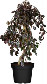 Rotbuche 'Purpurea Pendula'; hier im Topf; langlebig; Einsatzmöglichkeit z.B. : Alleen; erhältlich mit Stammumfang von 12-14 bis 20-25 cm;;günstig mit Qualität