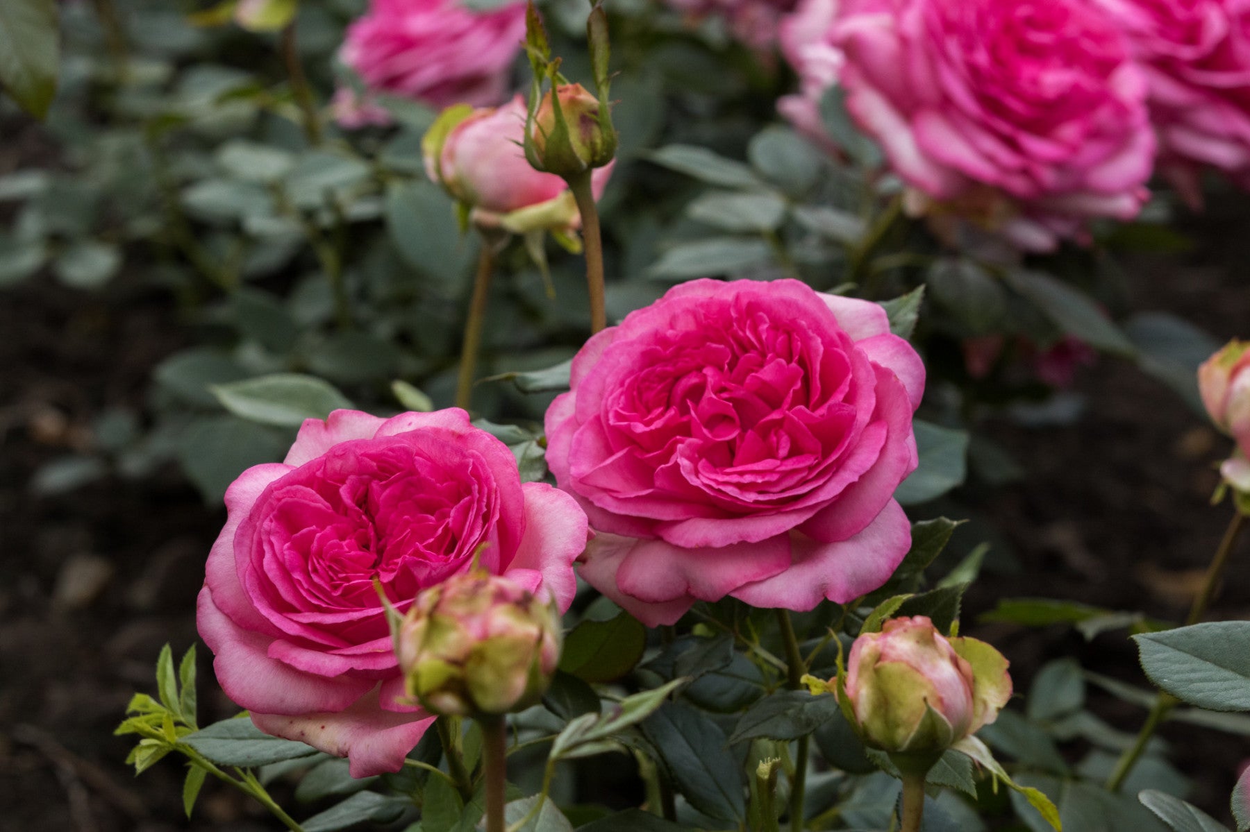 Rosa 'Walzertraum' TH (Edelrose 'Walzertraum' -R-)