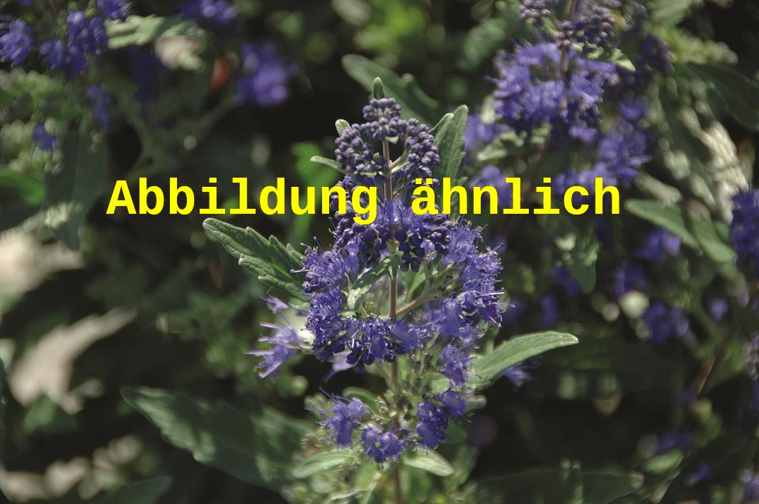 Caryopteris clandonensis 'Thetis' (Bartblume 'Thetis' -S-)