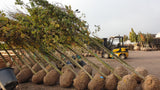Quercus robur HkG 81701; vorbereitet für Versand; natürlich; Einsatzmöglichkeit z.B. : freie Landschaft;;ab 1,54 Euro