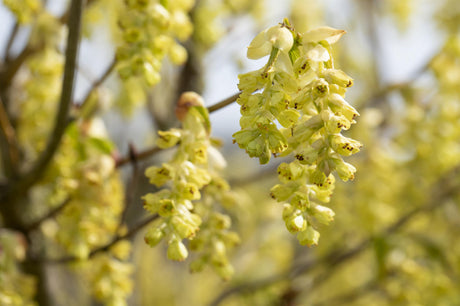 Corylopsis sinensis; hier mit Blüte; pflegeleicht; Einsatzmöglichkeit z.B. : kübelpflanze;;günstig mit Qualität
