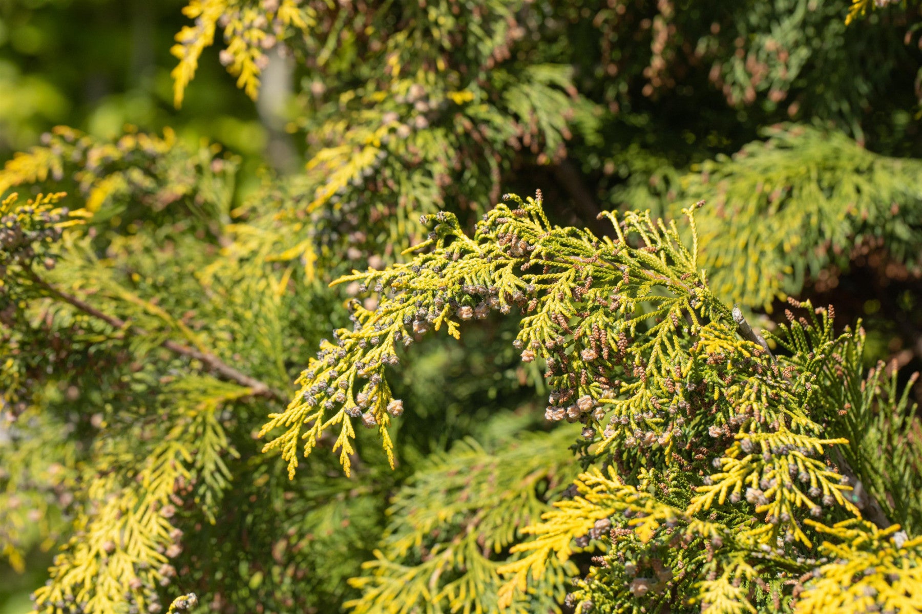 Chamaecyparis laws. 'Kelleriis Gold' (Gelbe Gartenzypresse 'Kelleriis Gold')