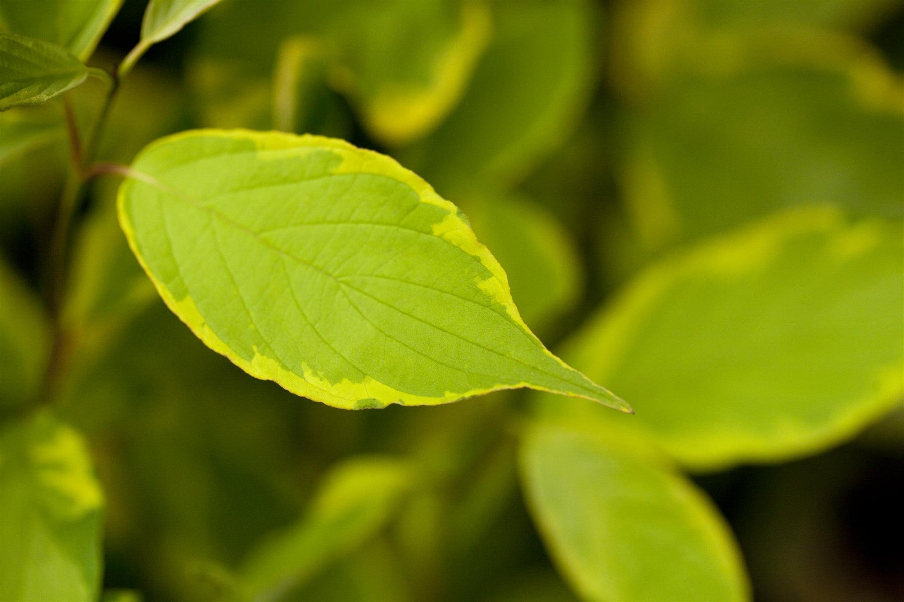 Cornus alba 'Gouchaultii' (Hartriegel 'Gouchaultii')