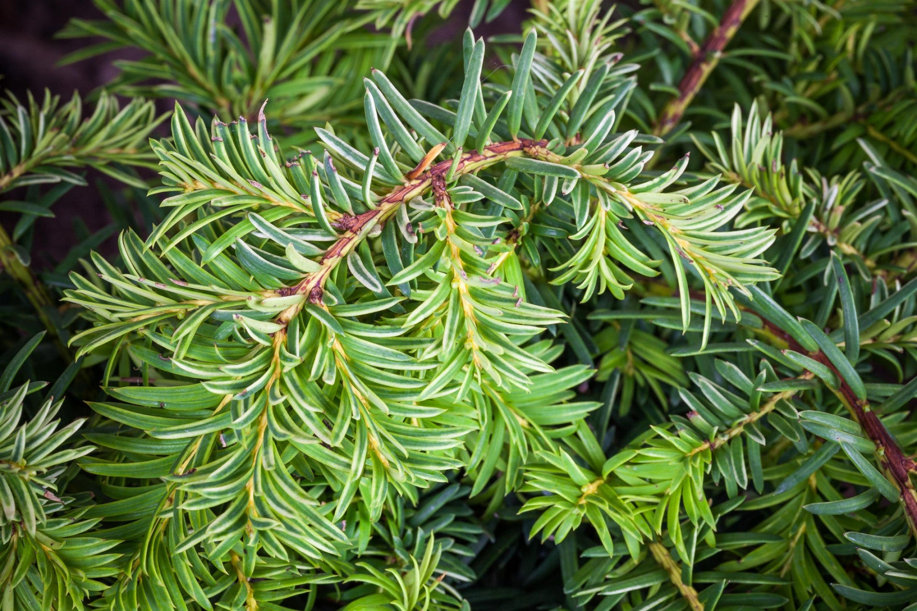 Taxus baccata 'Repandens Aurea' (Gold-Tafeleibe)