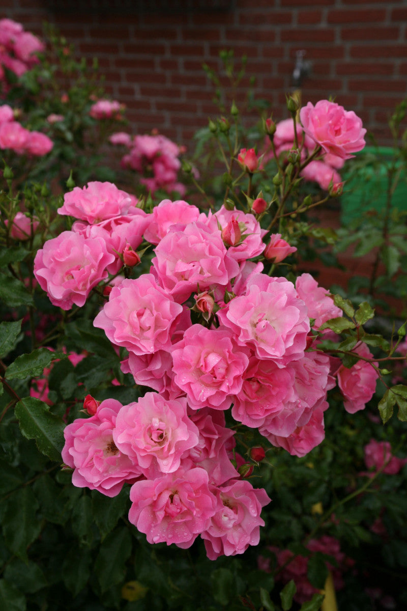 jahreszeitbedingt sehen Pflanzen unterschiedlich aus.