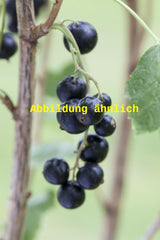 Genaues Foto für Ribes nigrum 'Hedda' folgt; dieses ähnliche Bild dient der Illustration von Johannisbeere 'Hedda'