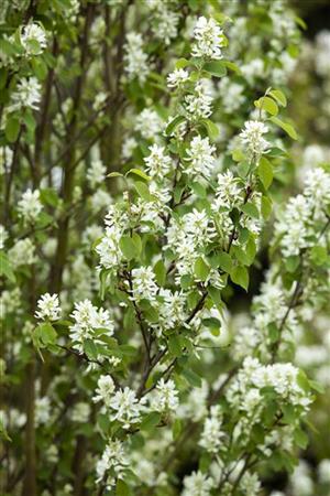 Echte Felsenbirne; hier mit Blüte; pioniergehölz; Einsatzmöglichkeit z.B. : Vogelschutz; erhältlich von 40-60 bis 200-250 cm;;hier kaufen