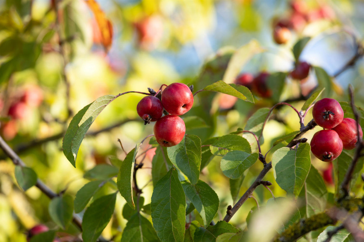 Zierapfel 'Rudolph'; mit Früchten/Fruchtbehang; zierfrüchte; Einsatzmöglichkeit z.B. : Parks; erhältlich von 60-100 bis 450-650 cm;;hier kaufen
