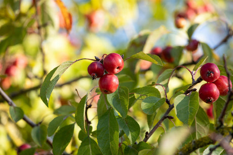 Zierapfel 'Rudolph'; mit Früchten/Fruchtbehang; zierfrüchte; Einsatzmöglichkeit z.B. : Parks; erhältlich von 60-100 bis 450-650 cm;;hier kaufen