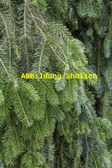 Genaues Foto für Abies alba folgt; dieses ähnliche Bild dient der Illustration von Weißtanne