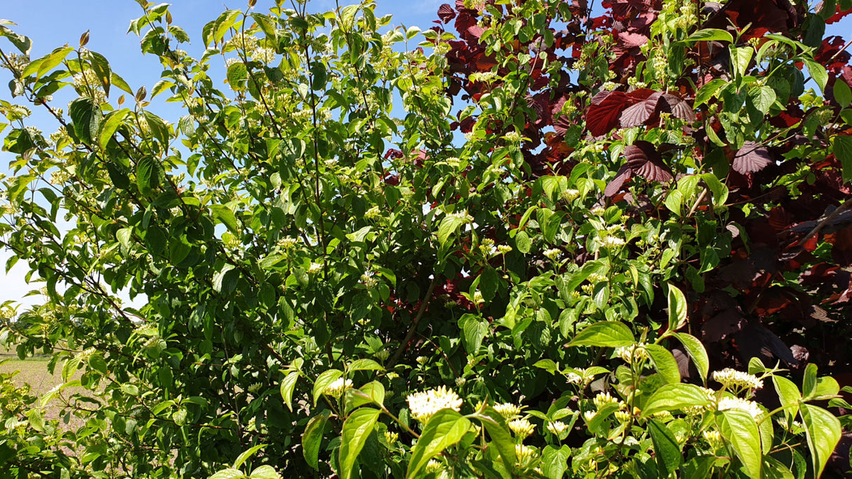 Purgierstrauch; hier mit Sommerbelaubung; bienenfreundlich; Einsatzmöglichkeit z.B. : Bienenweide;;mit zeitnaher Lieferung