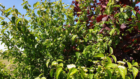 Purgierstrauch; hier mit Sommerbelaubung; bienenfreundlich; Einsatzmöglichkeit z.B. : Bienenweide;;mit zeitnaher Lieferung