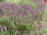 jahreszeitbedingt sehen Pflanzen unterschiedlich aus.
