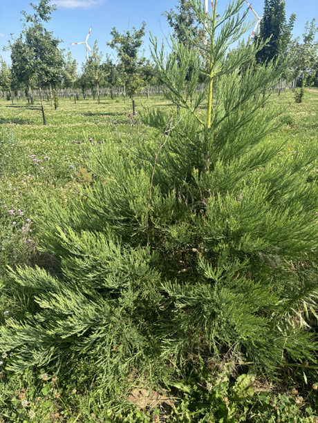 Sierra Redwood; winterhart;;mit zeitnaher Lieferung