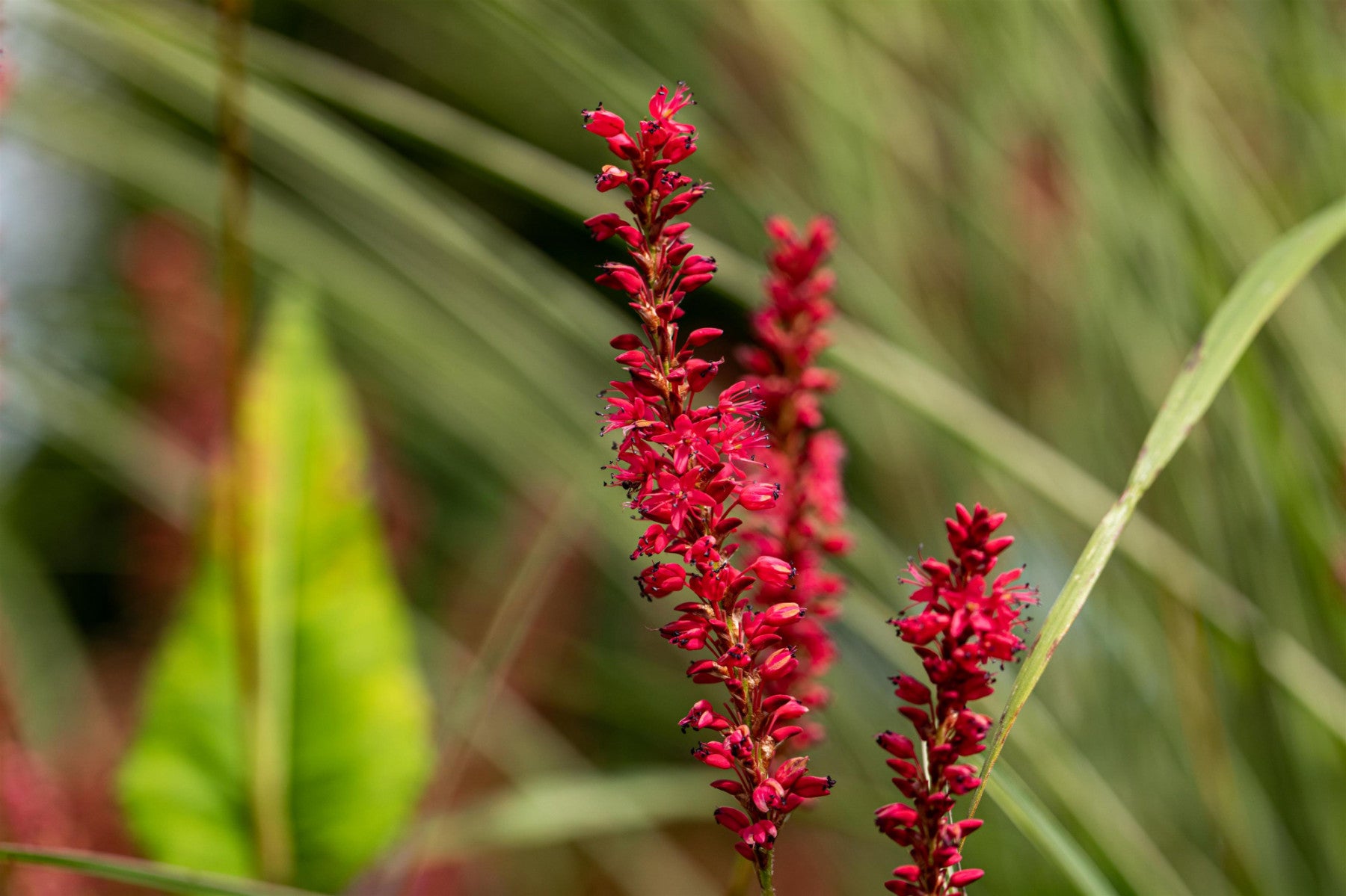 Bistorta amplexicaulis 'Speciosa' (Garten-Kerzenknöterich)