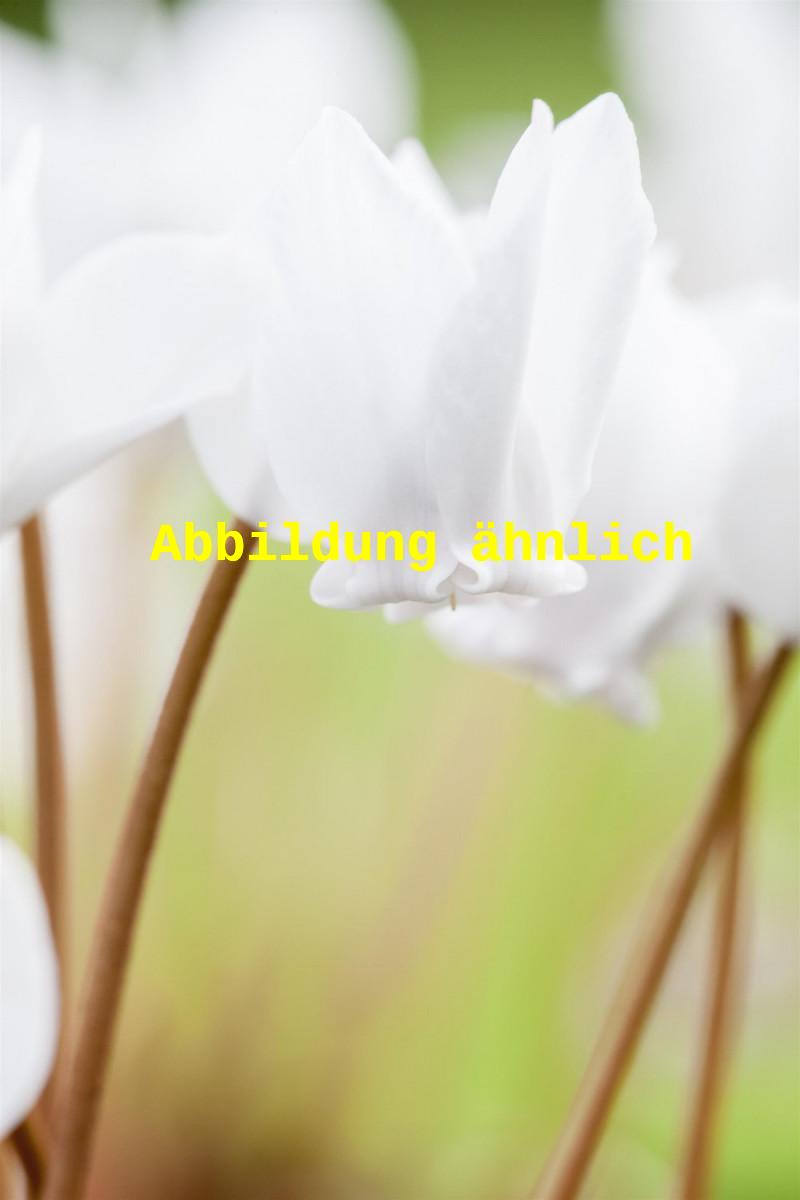 Genaues Foto für Cyclamen hederifolium 'Album' folgt; dieses ähnliche Bild dient der Illustration von Garten-Herbst-Alpenveilchen