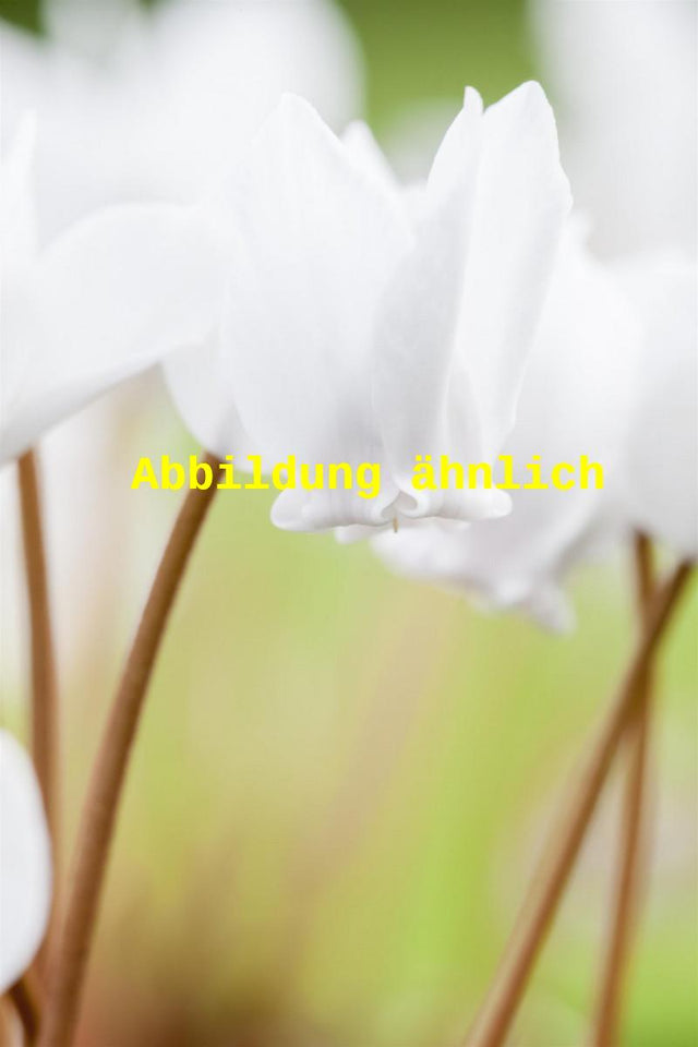 Genaues Foto für Cyclamen hederifolium 'Album' folgt; dieses ähnliche Bild dient der Illustration von Garten-Herbst-Alpenveilchen