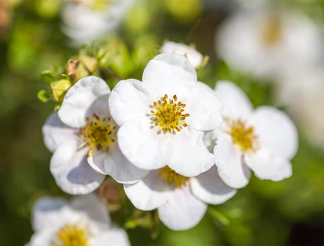 Rosaceae 'Abbotswood'; hier mit Blüte; reichblühend; Einsatzmöglichkeit z.B. : Flächenbegrünung;;mit zeitnaher Lieferung