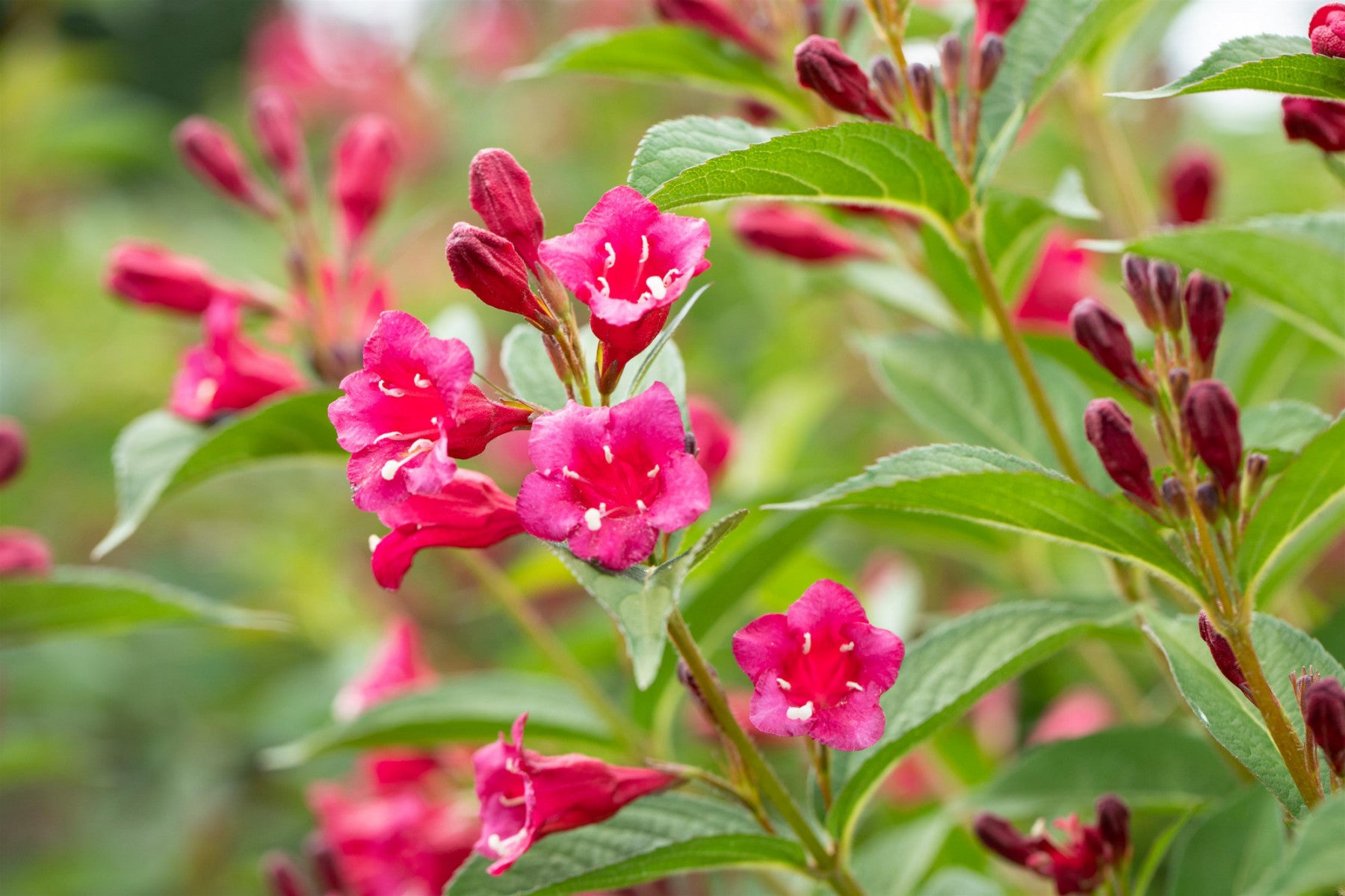 Weigela 'Bristol Ruby' (Weigelie 'Bristol Ruby')