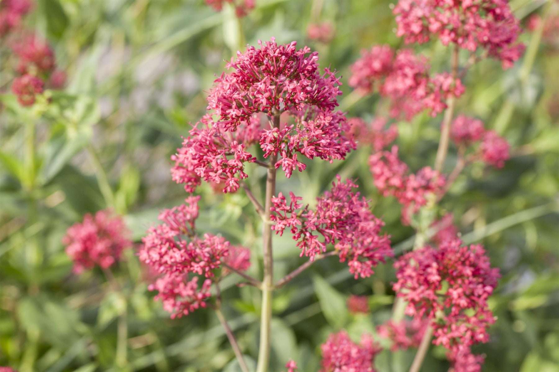 Centranthus ruber 'Coccineus' (Rotblühende Garten-Spornblume)