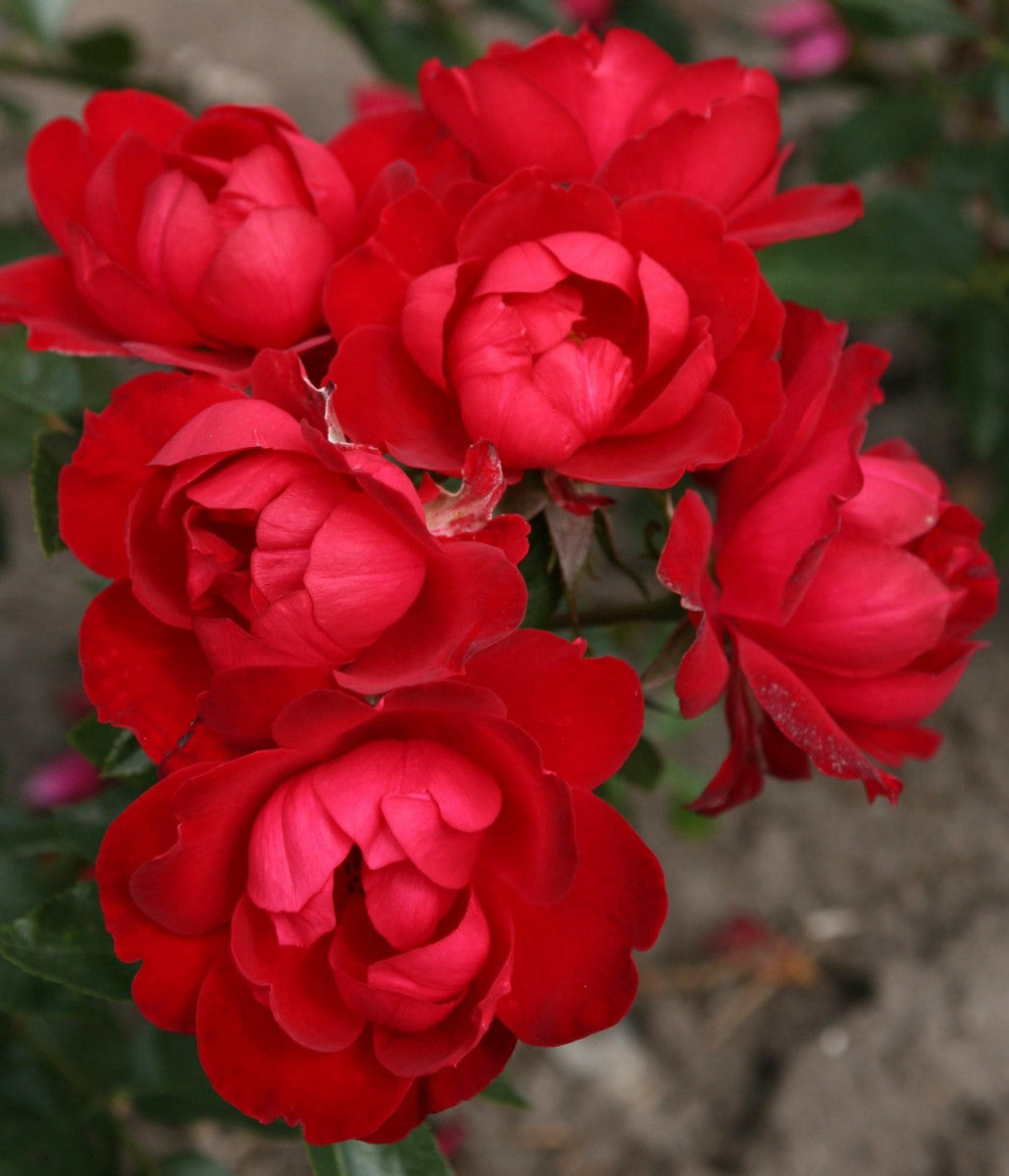Rosa 'Milano Kordes' Rose' BT (Beetrose 'Milano Kordes' Rose' -R-)