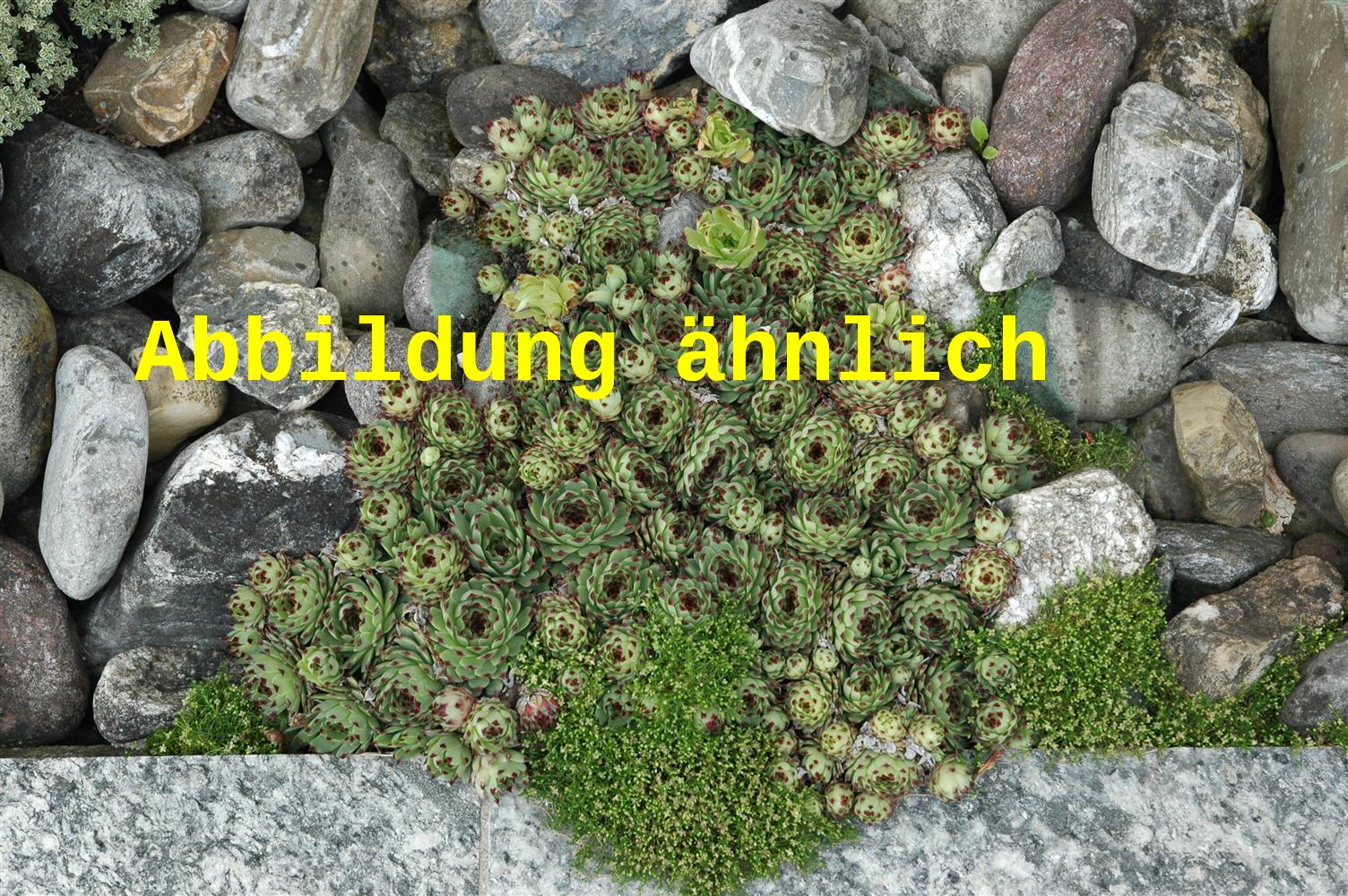 Sempervivum tectorum var. glaucum (Synonym)